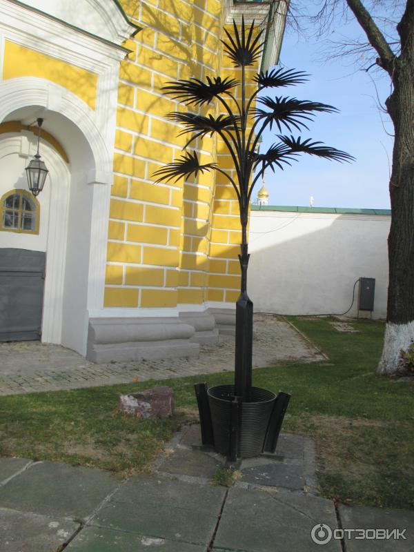 пальма