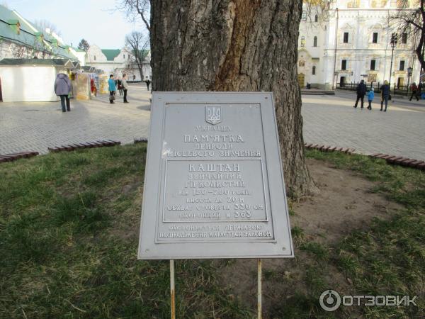 каштаны