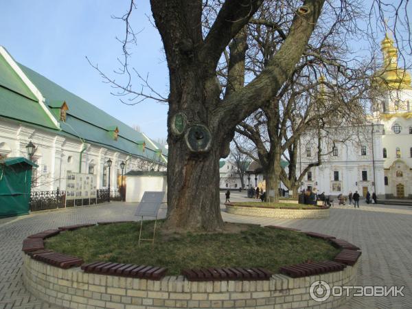 каштаны