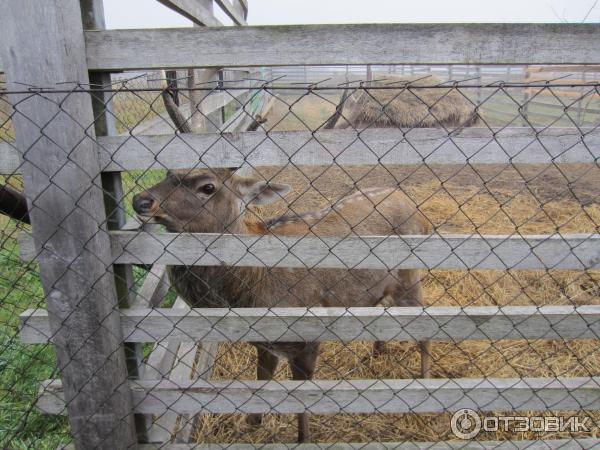 Экскурсия на страусиную ферму (Беларусь, Кобрин) фото