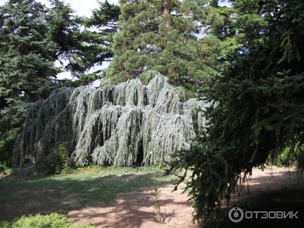 Никитский Ботанический сад (Россия, Ялта) фото