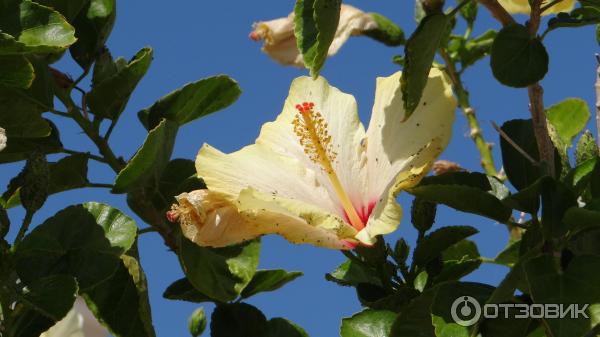 Sun Beach Lindos 3* Греция о. Родос фото