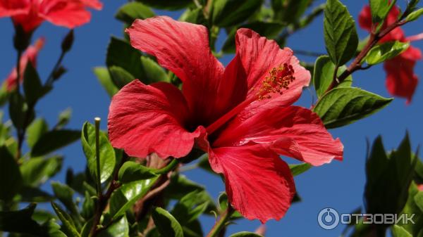 Sun Beach Lindos 3* Греция о. Родос фото