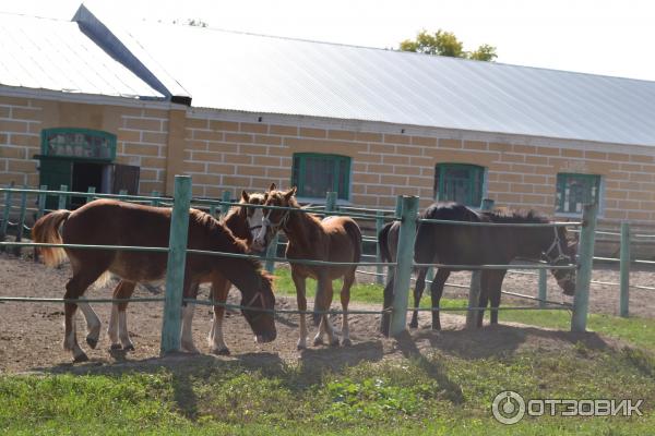 Хреновской конный завод (Россия, Воронежская область) фото