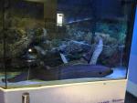 Океанариум "Морской аквариум на Чистых прудах" (Россия, Москва) фото