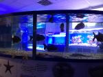 Океанариум "Морской аквариум на Чистых прудах" (Россия, Москва) фото
