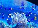 Океанариум "Морской аквариум на Чистых прудах" (Россия, Москва) фото