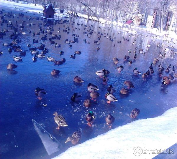 При входе в зоопарк находиться пруд с двумя видами уток, и лебедей. Зимой чёрный лебедь зимует в специальном помещении, вместе с розовыми фламинго на которых тоже можно посмотреть.