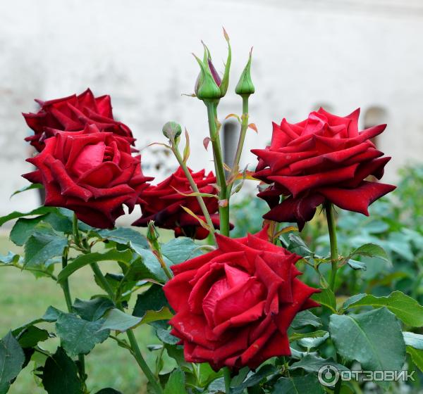 розы