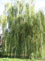 Военный санаторий "Волга" (Россия, Самара) фото