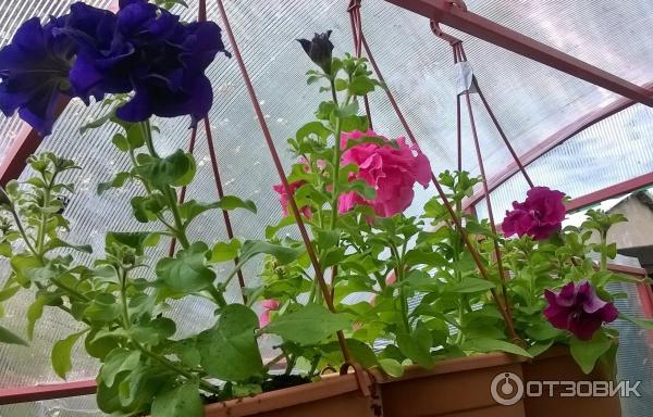 Теплица степная отзыв