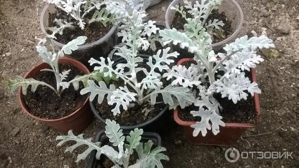 Цинерарии укоренение в теплице