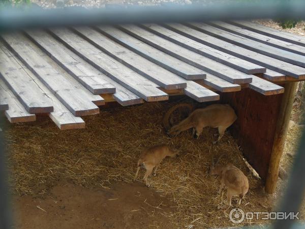 Зоопарк Zoo in Gan-Ha'em (Израиль, Хайфа) фото