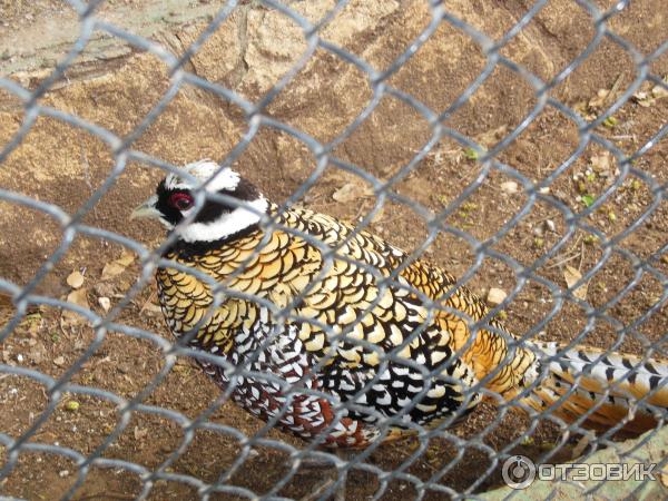 Зоопарк Zoo in Gan-Ha'em (Израиль, Хайфа) фото