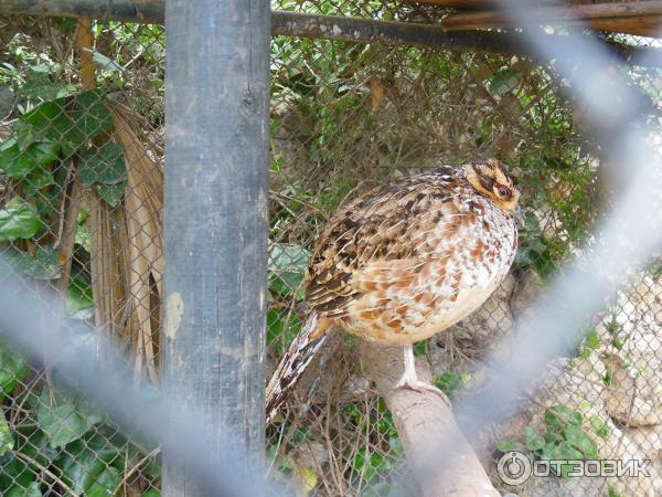 Зоопарк Zoo in Gan-Ha'em (Израиль, Хайфа) фото