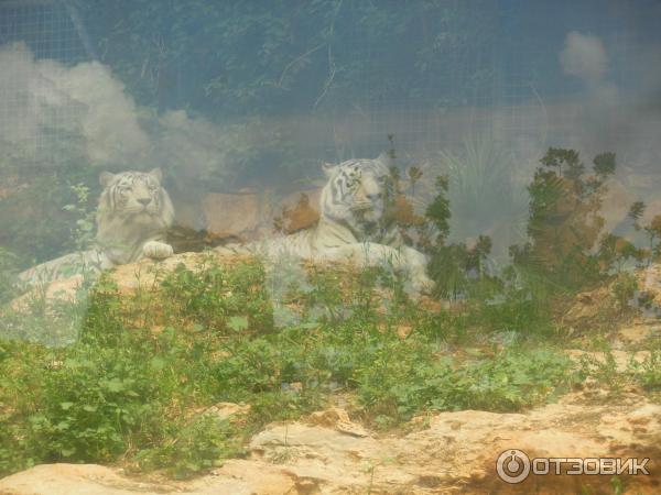 Зоопарк Zoo in Gan-Ha'em (Израиль, Хайфа) фото