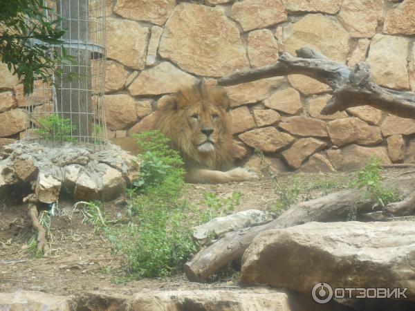 Зоопарк Zoo in Gan-Ha'em (Израиль, Хайфа) фото