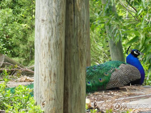 Зоопарк Zoo in Gan-Ha'em (Израиль, Хайфа) фото