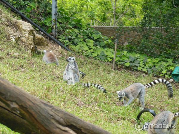 Зоопарк Zoo in Gan-Ha'em (Израиль, Хайфа) фото