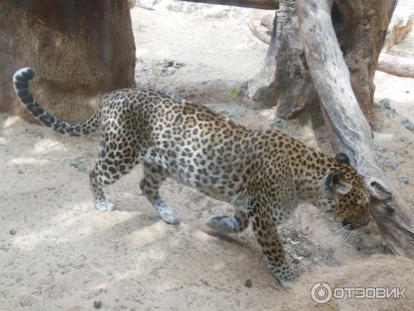 Зоопарк Zoo in Gan-Ha'em (Израиль, Хайфа) фото