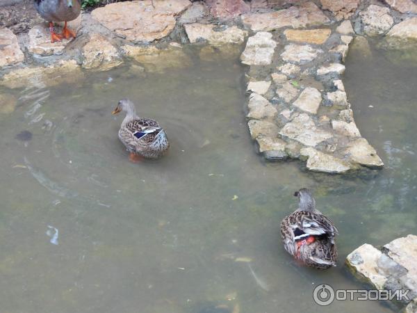 Зоопарк Zoo in Gan-Ha'em (Израиль, Хайфа) фото