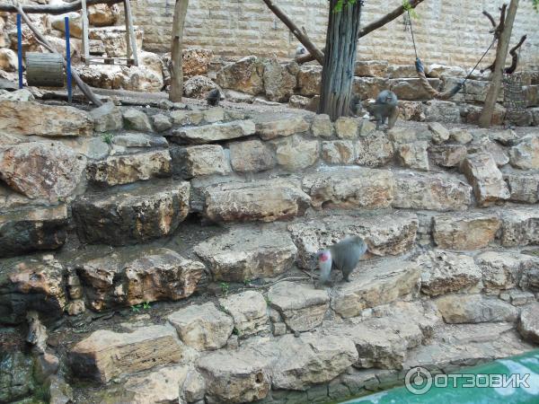 Зоопарк Zoo in Gan-Ha'em (Израиль, Хайфа) фото