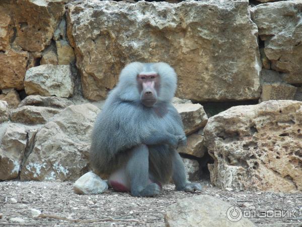 Зоопарк Zoo in Gan-Ha'em (Израиль, Хайфа) фото