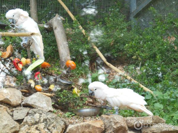 Зоопарк Zoo in Gan-Ha'em (Израиль, Хайфа) фото