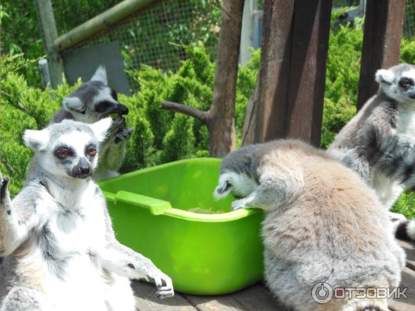 Зоопарк Zoo in Gan-Ha'em (Израиль, Хайфа) фото