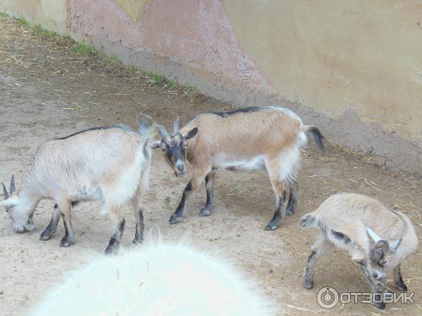 Зоопарк Zoo in Gan-Ha'em (Израиль, Хайфа) фото