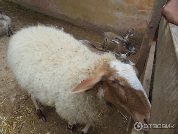 Зоопарк Zoo in Gan-Ha'em (Израиль, Хайфа) фото