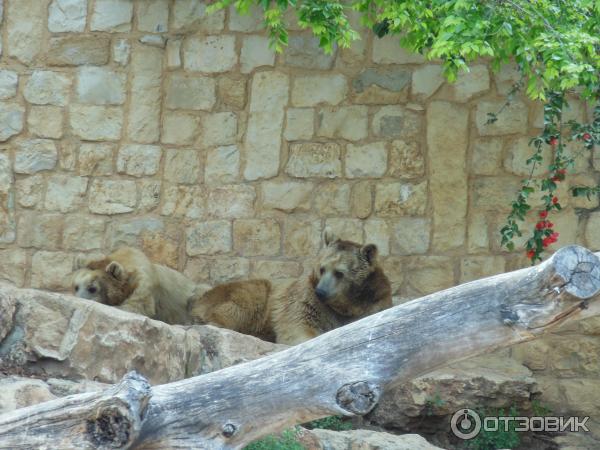 Зоопарк Zoo in Gan-Ha'em (Израиль, Хайфа) фото