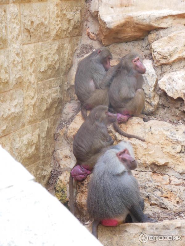 Зоопарк Zoo in Gan-Ha'em (Израиль, Хайфа) фото