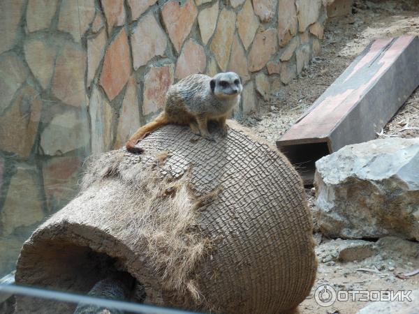 Зоопарк Zoo in Gan-Ha'em (Израиль, Хайфа) фото