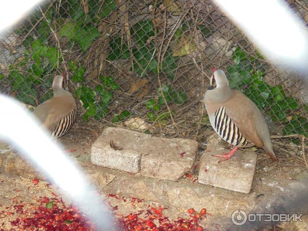 Зоопарк Zoo in Gan-Ha'em (Израиль, Хайфа) фото