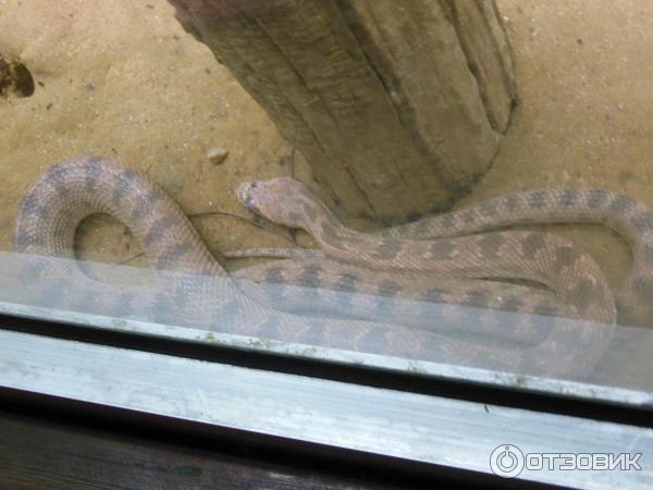 Зоопарк Zoo in Gan-Ha'em (Израиль, Хайфа) фото