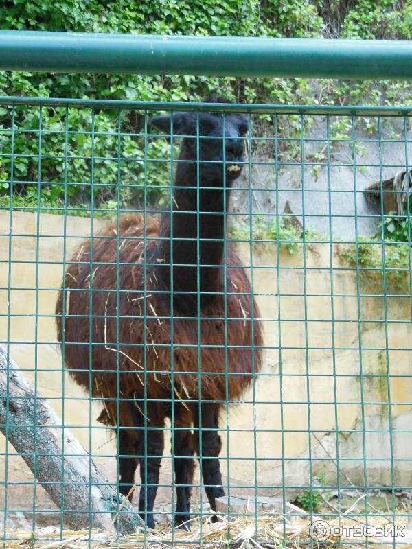 Зоопарк Zoo in Gan-Ha'em (Израиль, Хайфа) фото