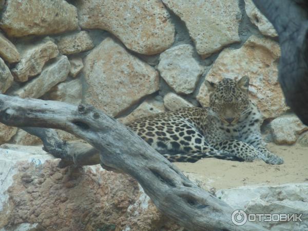 Зоопарк Zoo in Gan-Ha'em (Израиль, Хайфа) фото