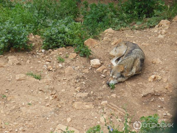 Зоопарк Zoo in Gan-Ha'em (Израиль, Хайфа) фото