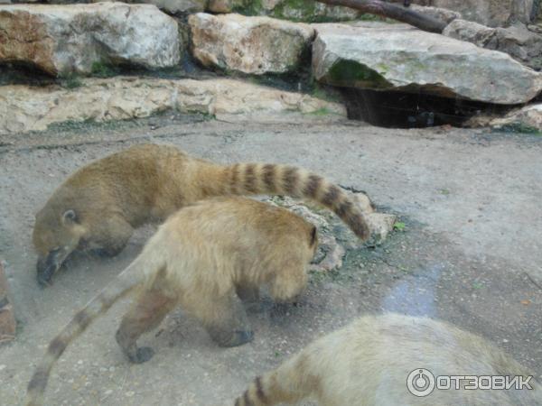 Зоопарк Zoo in Gan-Ha'em (Израиль, Хайфа) фото