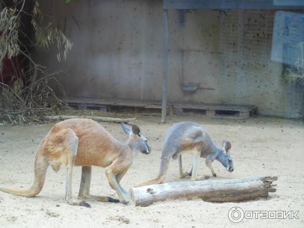 Зоопарк Zoo in Gan-Ha'em (Израиль, Хайфа) фото