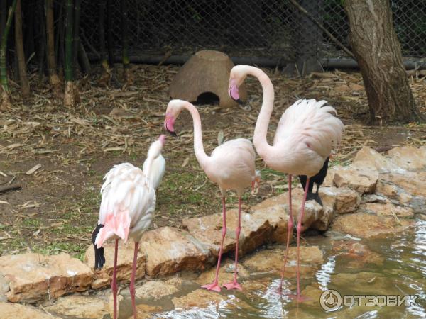 Зоопарк Zoo in Gan-Ha'em (Израиль, Хайфа) фото