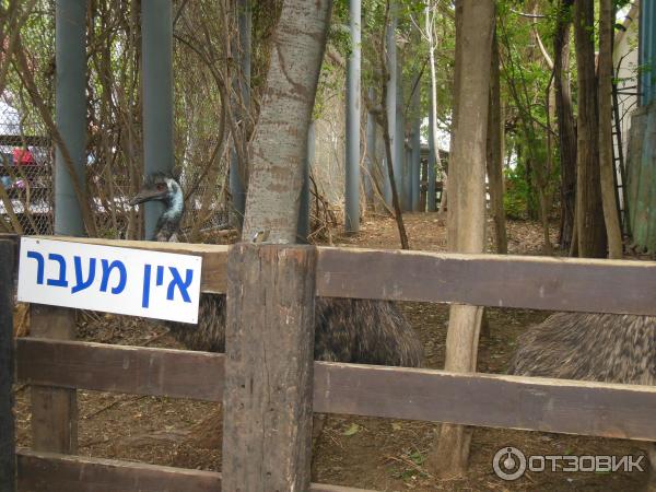 Зоопарк Zoo in Gan-Ha'em (Израиль, Хайфа) фото