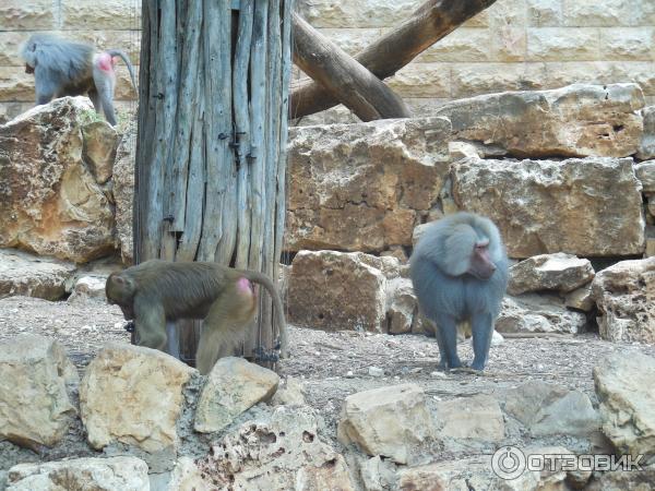 Зоопарк Zoo in Gan-Ha'em (Израиль, Хайфа) фото