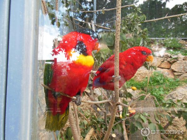 Зоопарк Zoo in Gan-Ha'em (Израиль, Хайфа) фото