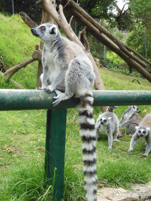 Зоопарк Zoo in Gan-Ha'em (Израиль, Хайфа) фото