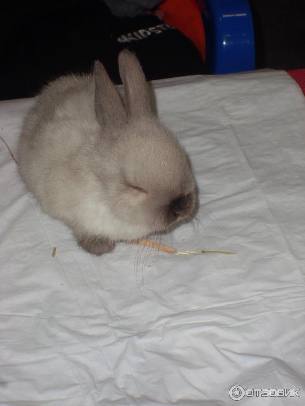 обитатели выставки