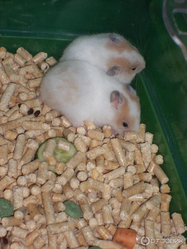 обитатели выставки