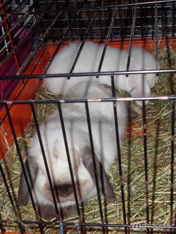 обитатели выставки