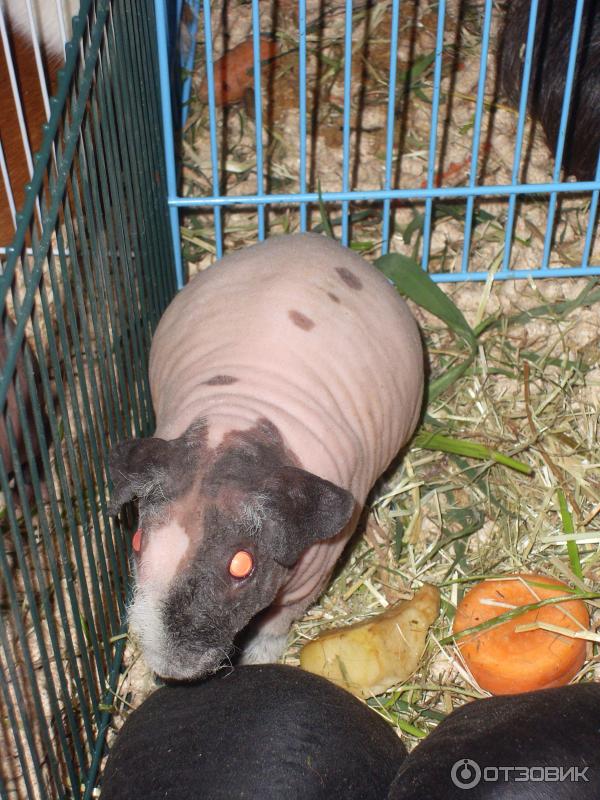 обитатели выставки